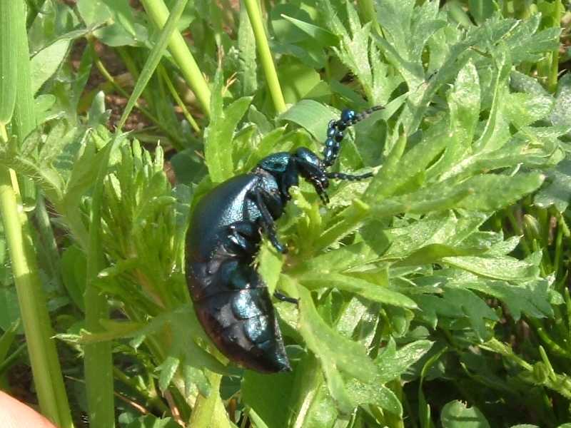 insetto da determinare: Meloe proscarabaeus